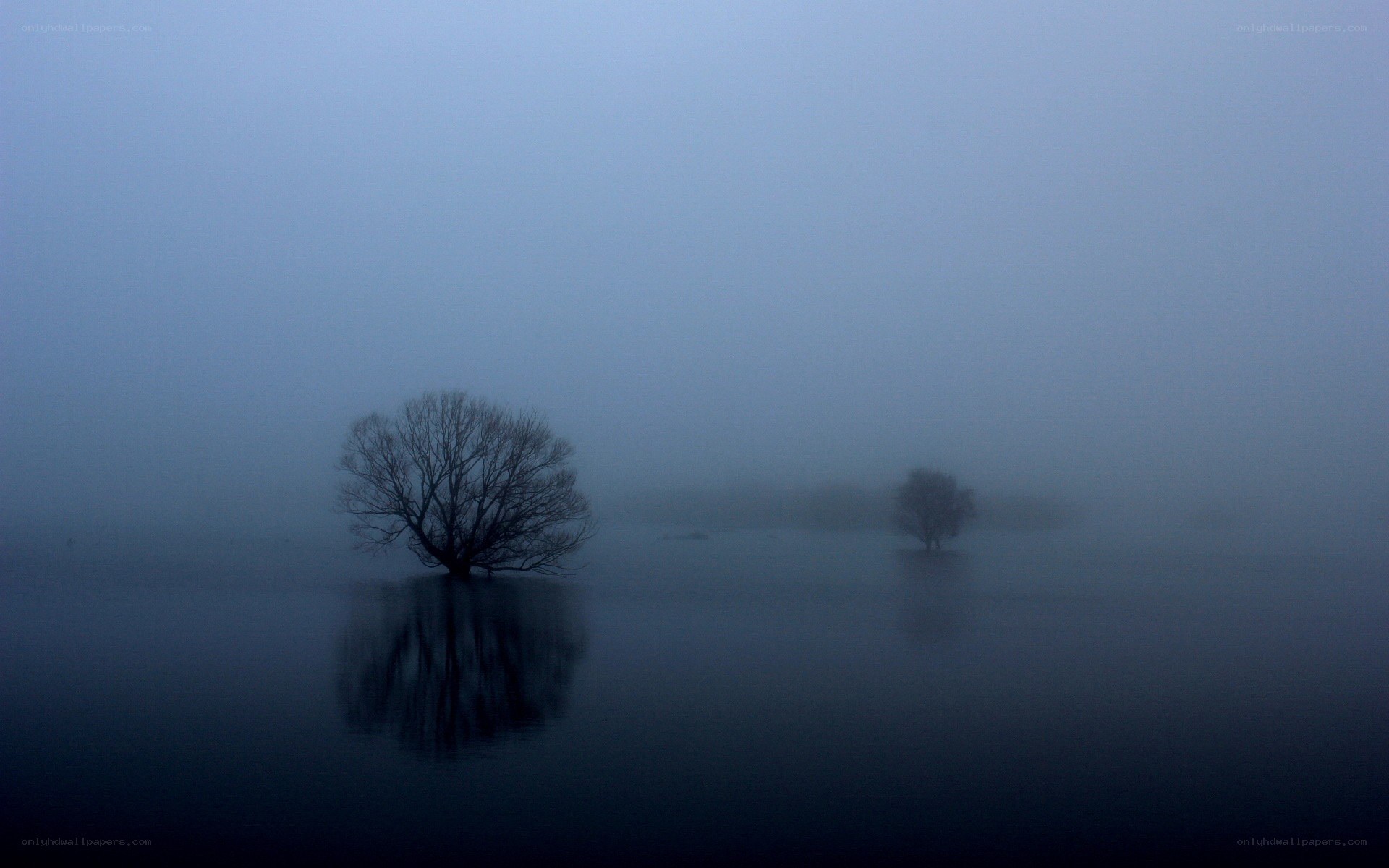 Foggy lake with trees