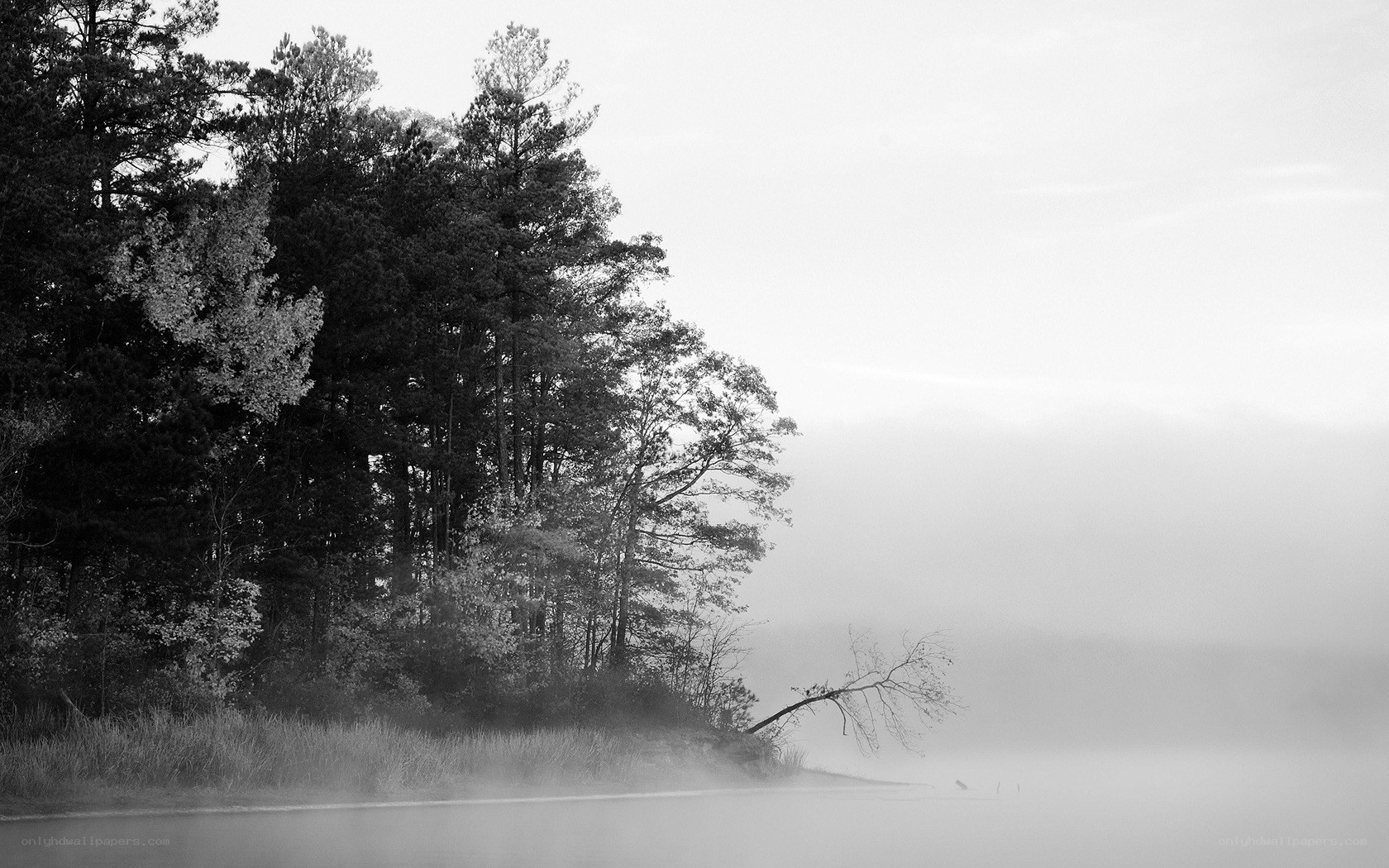Foggy lake with trees