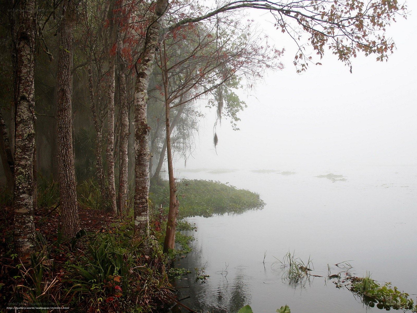 Foggy lake with trees