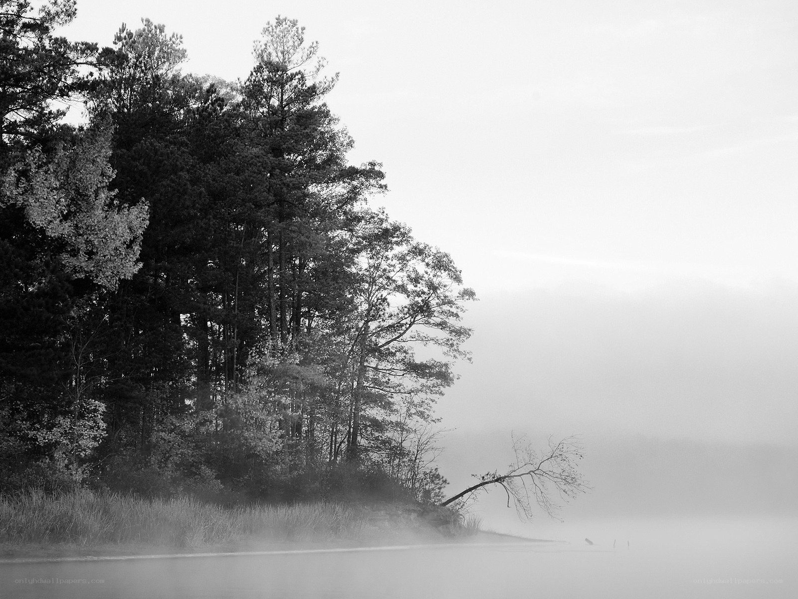 Foggy lake with trees