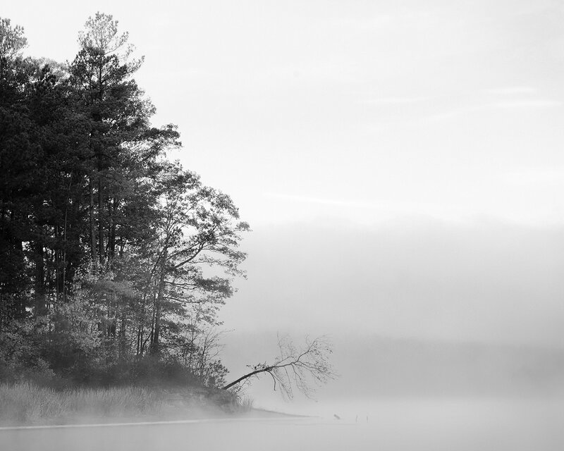 Foggy lake with trees