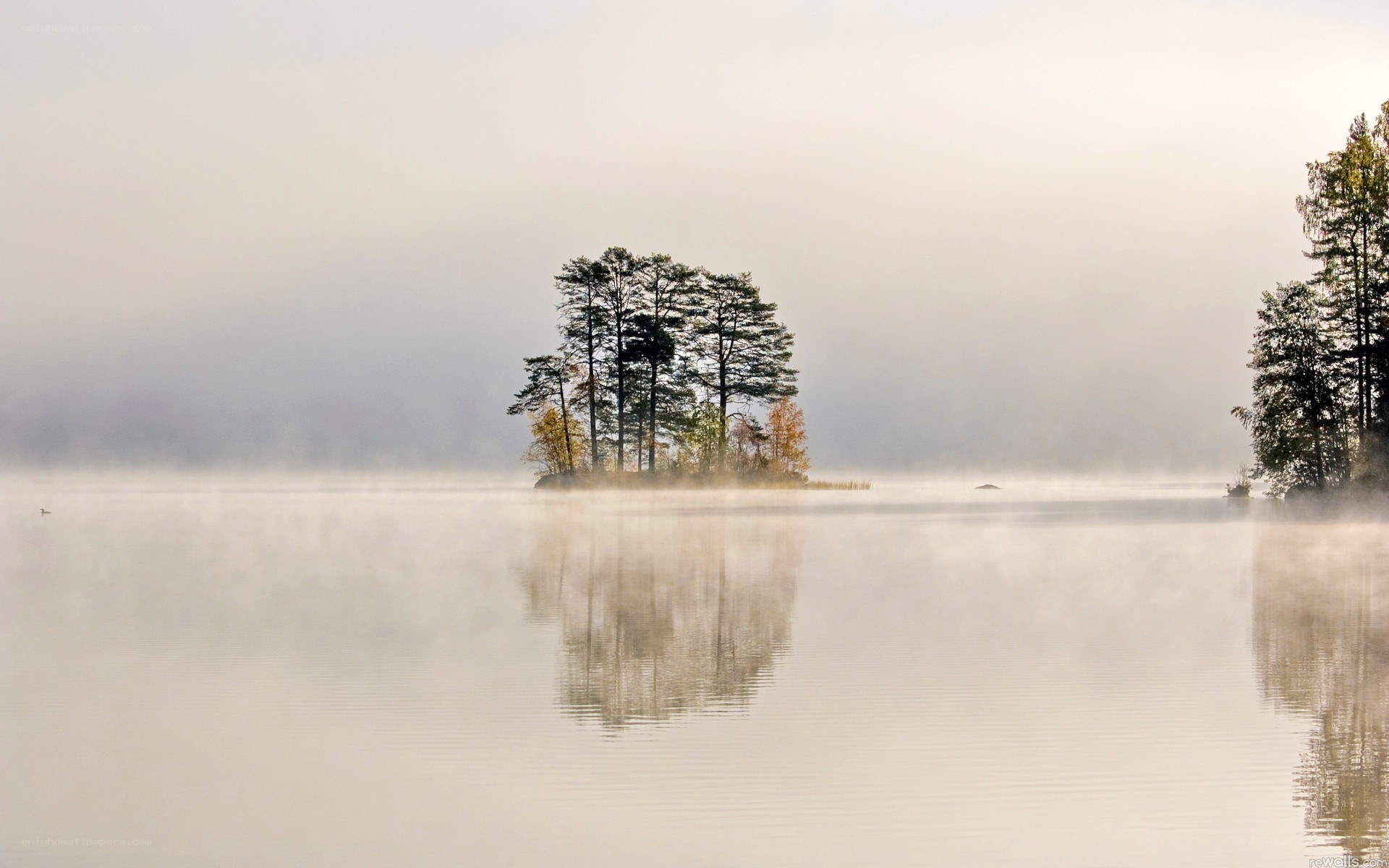 Foggy lake with trees