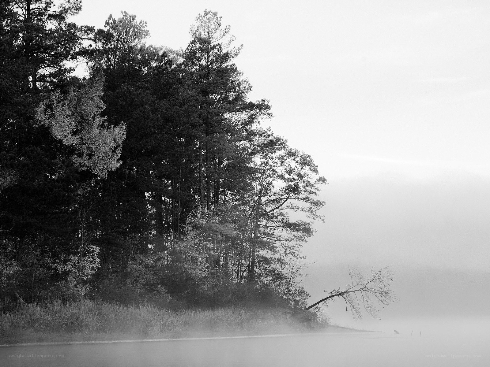 Foggy lake with trees