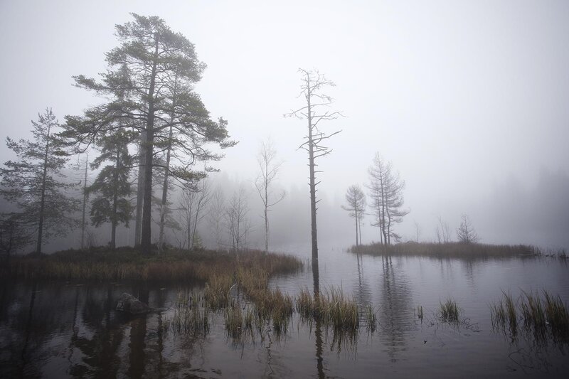 Foggy Lake with Trees — Gray, Misty, Morning
