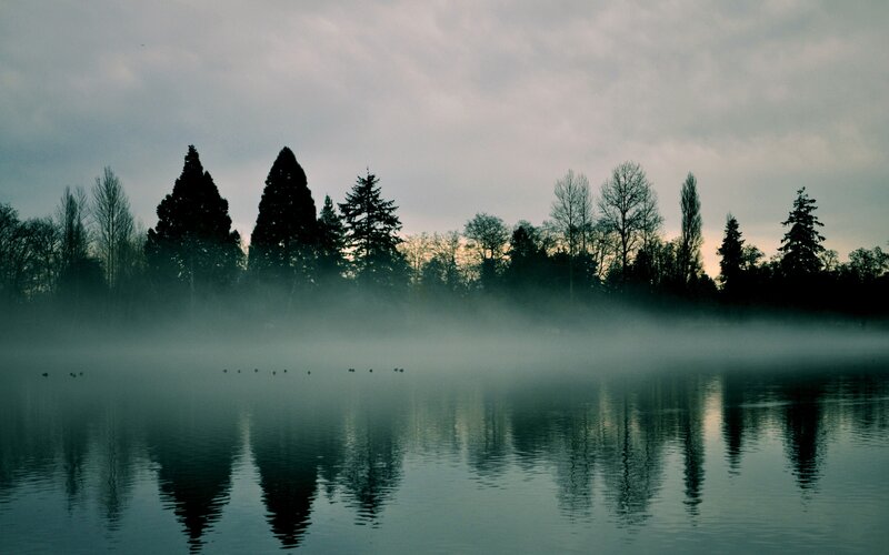 Foggy Lake with Trees — Gray, Serene, Morning, Photograph