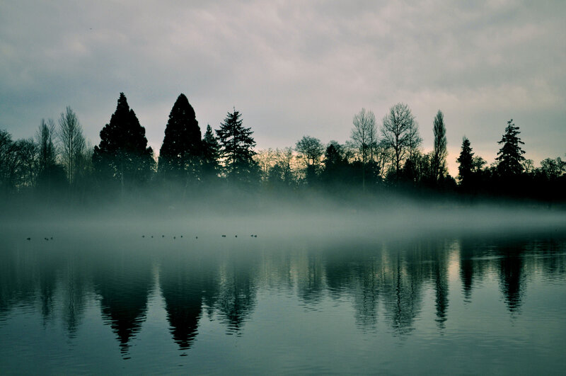 Foggy Lake with Trees — Gray, Serene, Morning