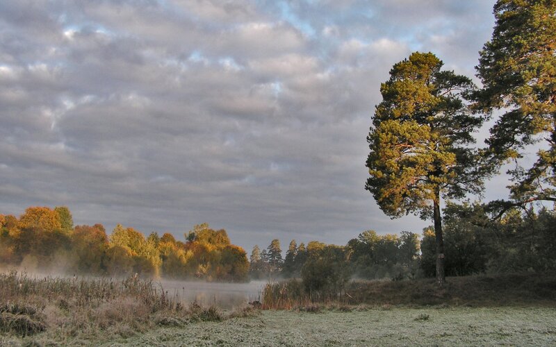 Foggy Lake with Trees — Green