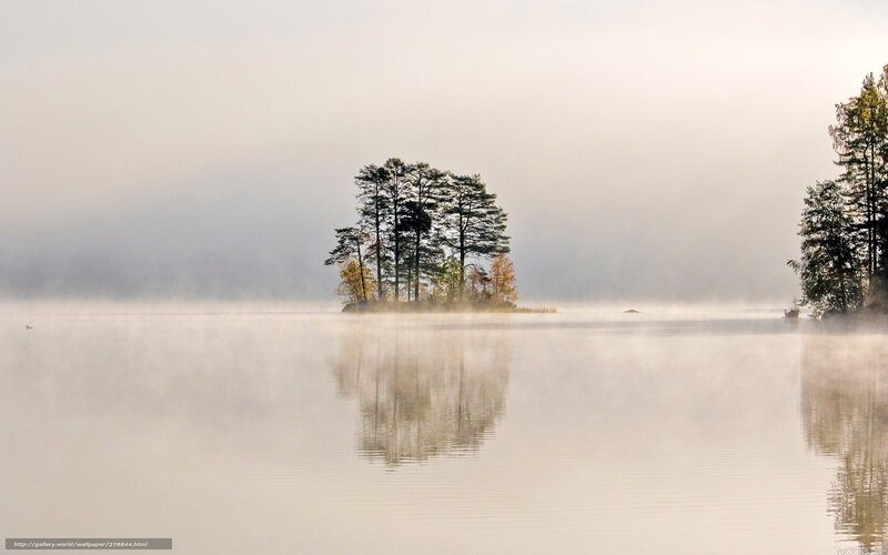 Foggy lake with trees