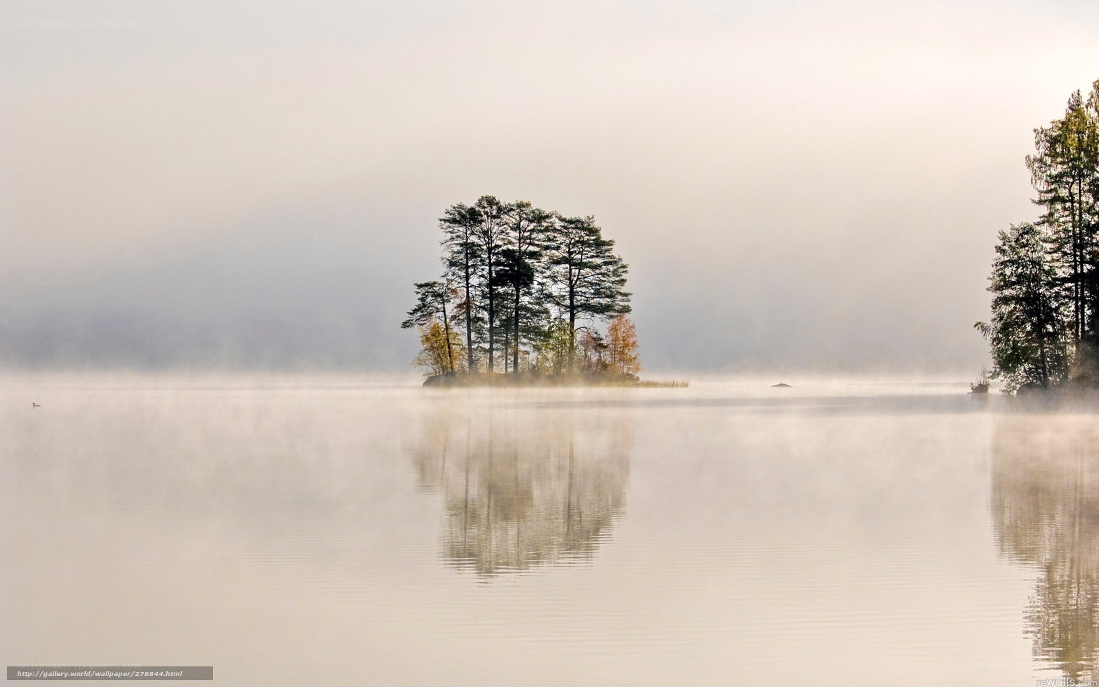 Foggy lake with trees