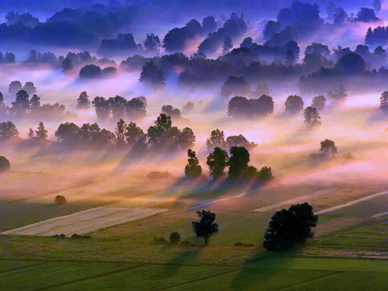 Foggy Landscape at Dawn — Purple, Serene