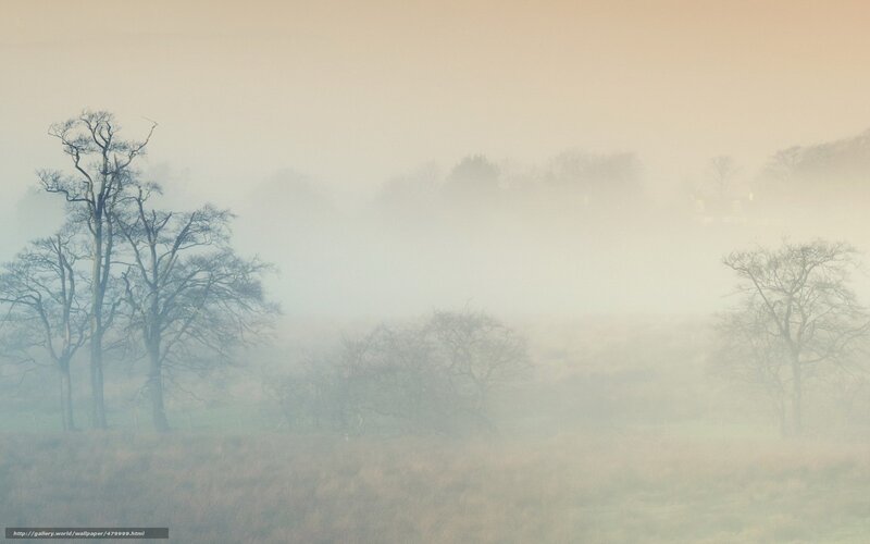 Foggy landscape with bare trees