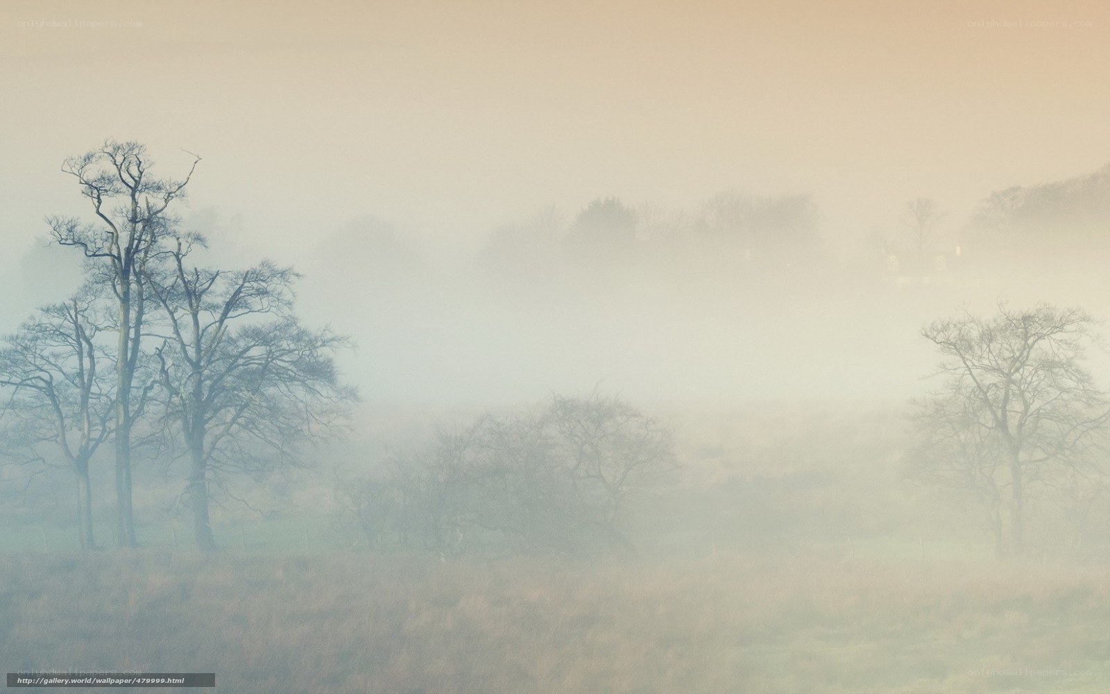 Foggy landscape with bare trees