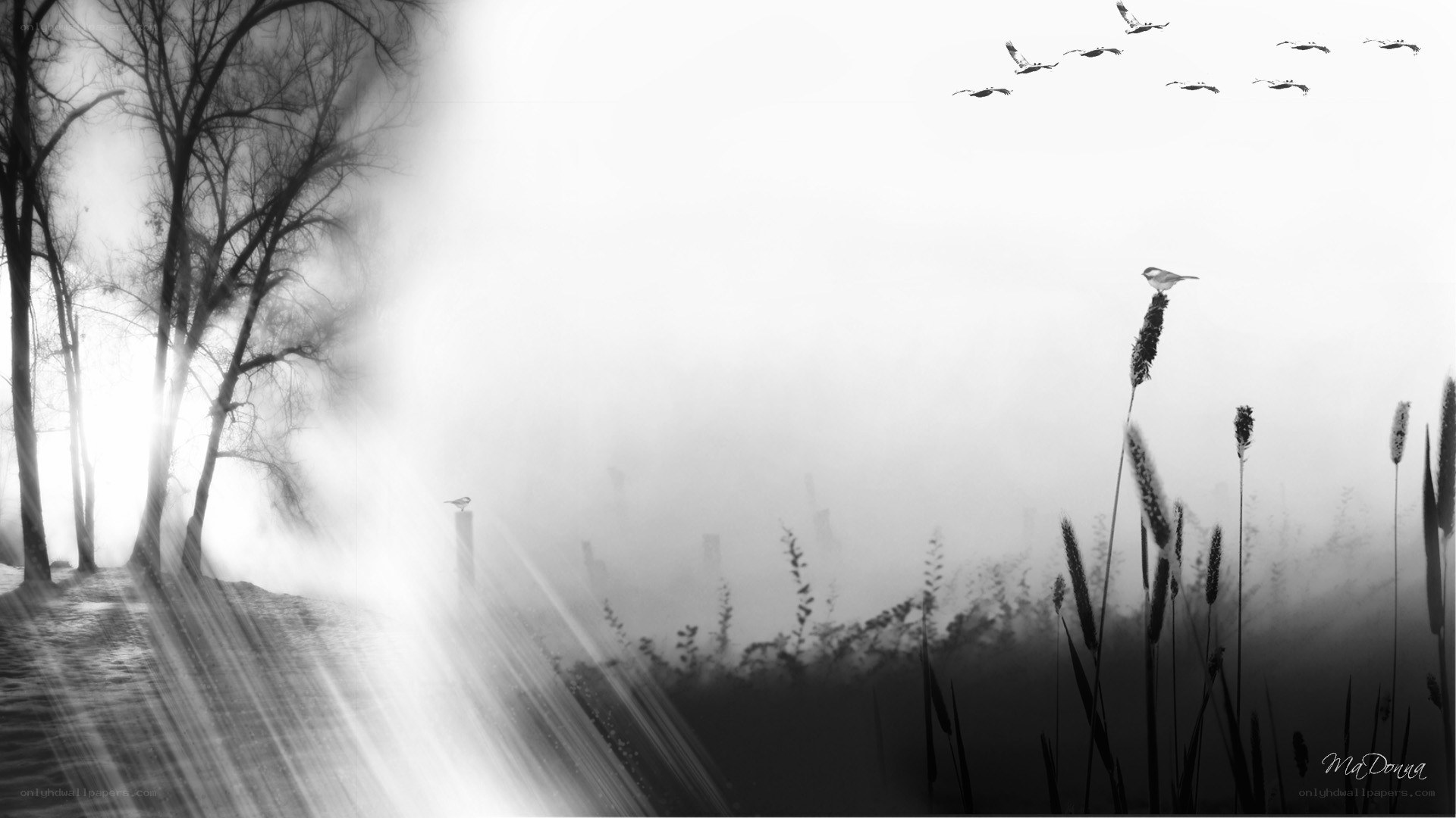 Foggy landscape with birds