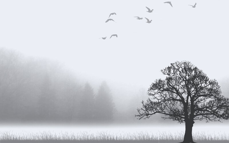 Foggy landscape with birds