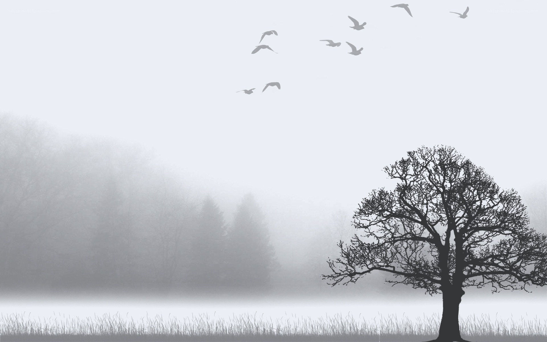 Foggy landscape with birds