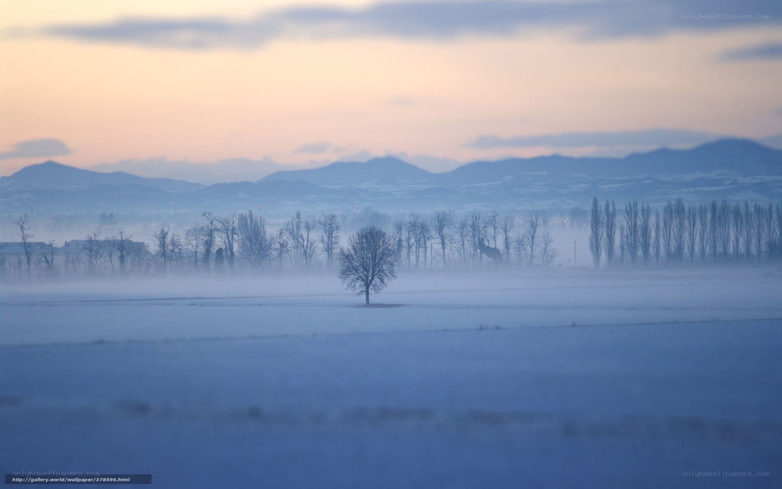 Foggy landscape with lone tree