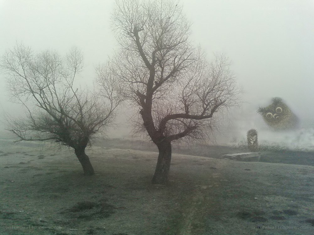Foggy landscape with trees
