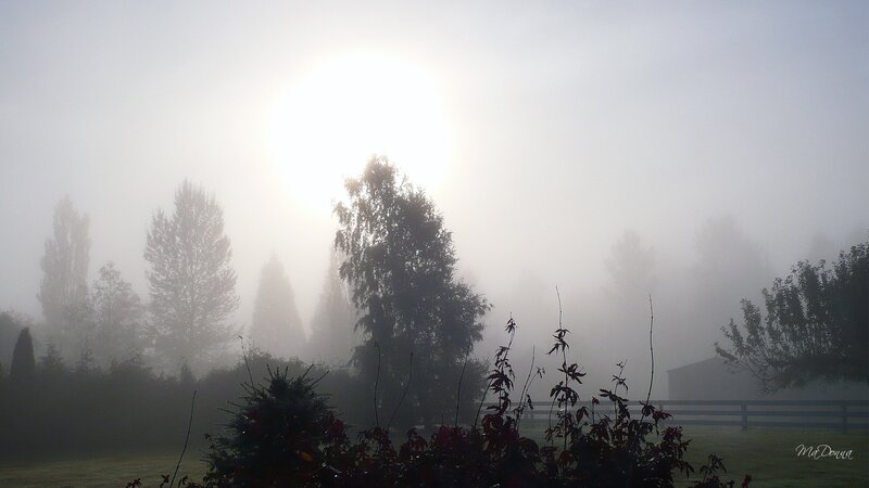 Foggy Landscape with Trees — Gray