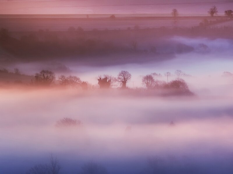 Foggy Landscape with Trees — Purple
