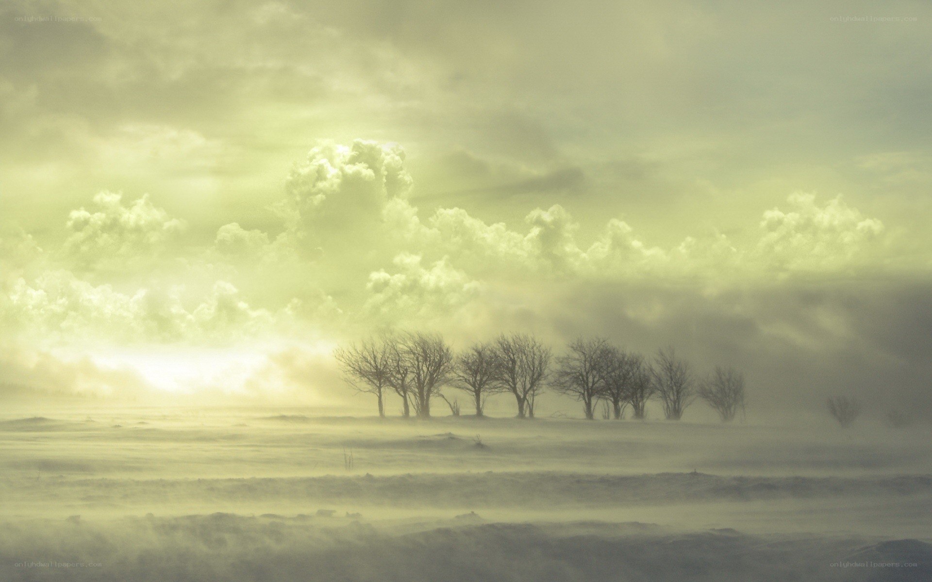 Foggy landscape with trees