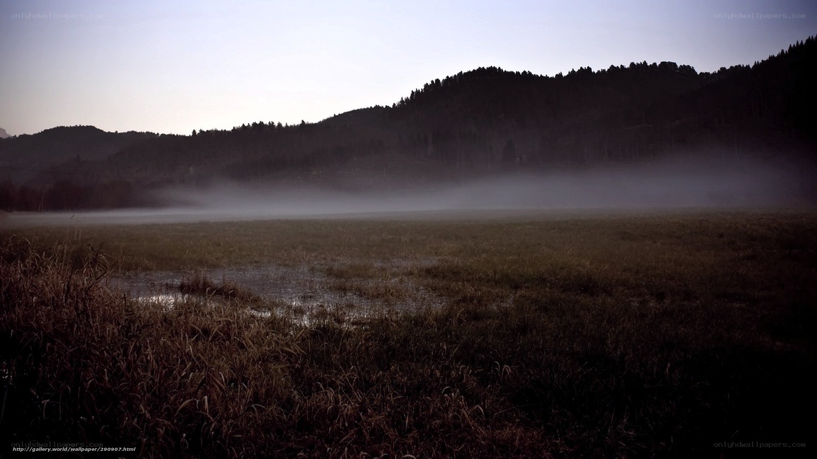 Foggy Marsh at Dawn