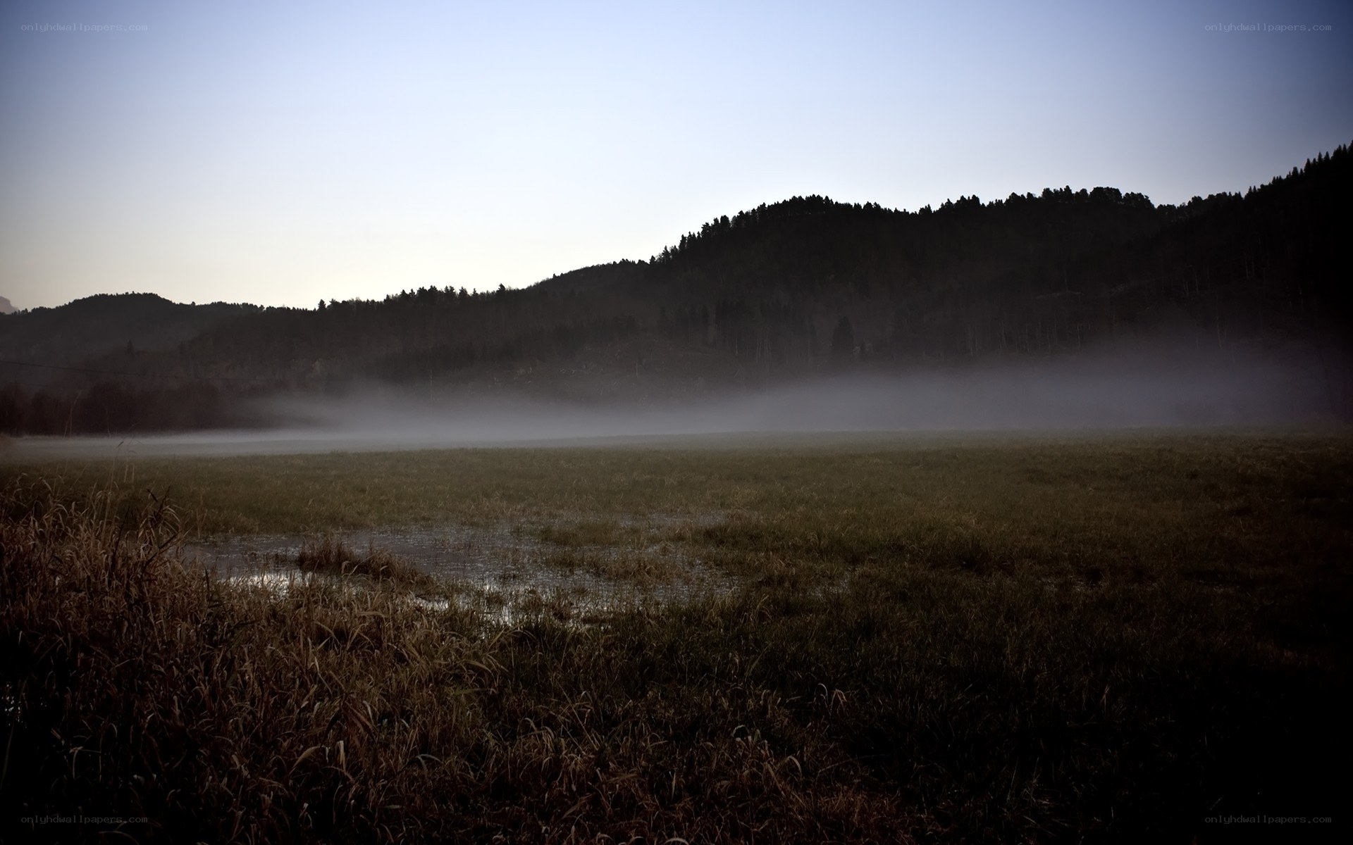 Foggy marsh at dawn