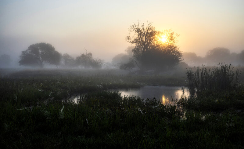 Foggy Marsh at Sunrise — Green