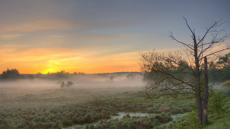Foggy Marsh at Sunrise — Orange