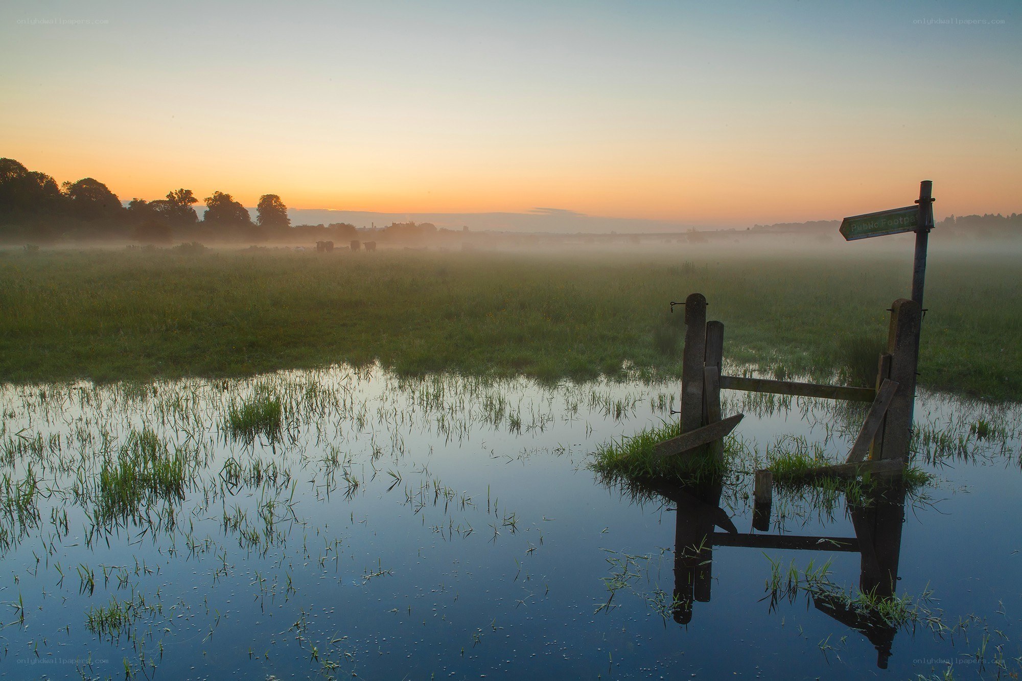 Foggy marsh at sunrise