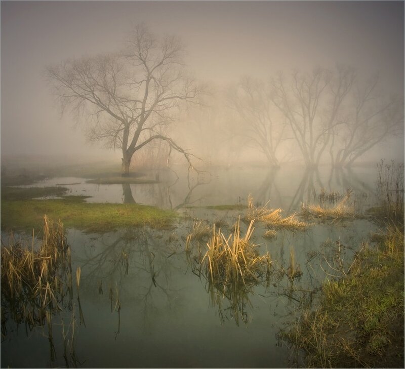 Foggy marsh with bare trees