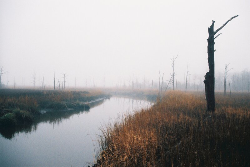 Foggy Marsh with Dead Trees