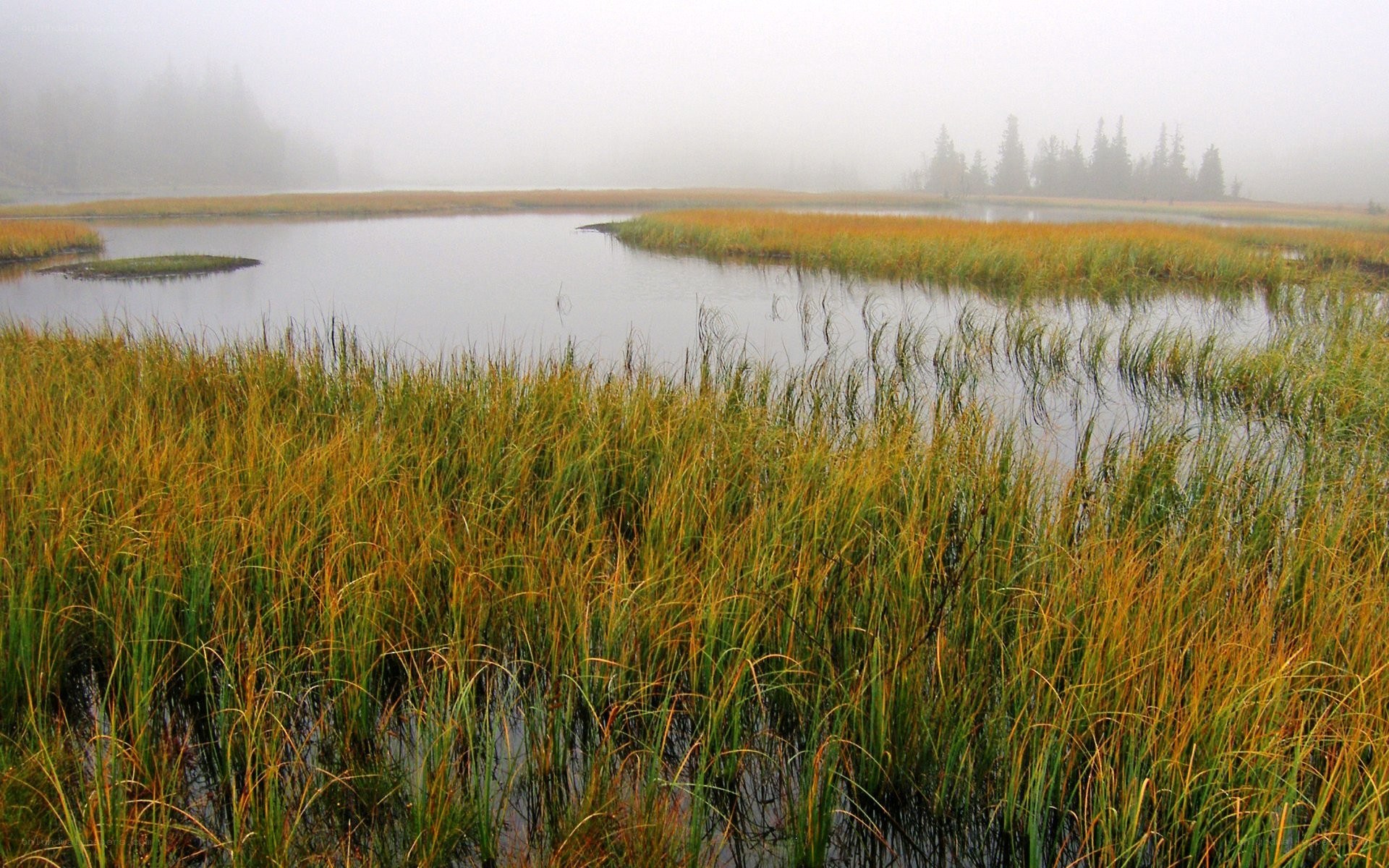 Foggy marsh with reeds