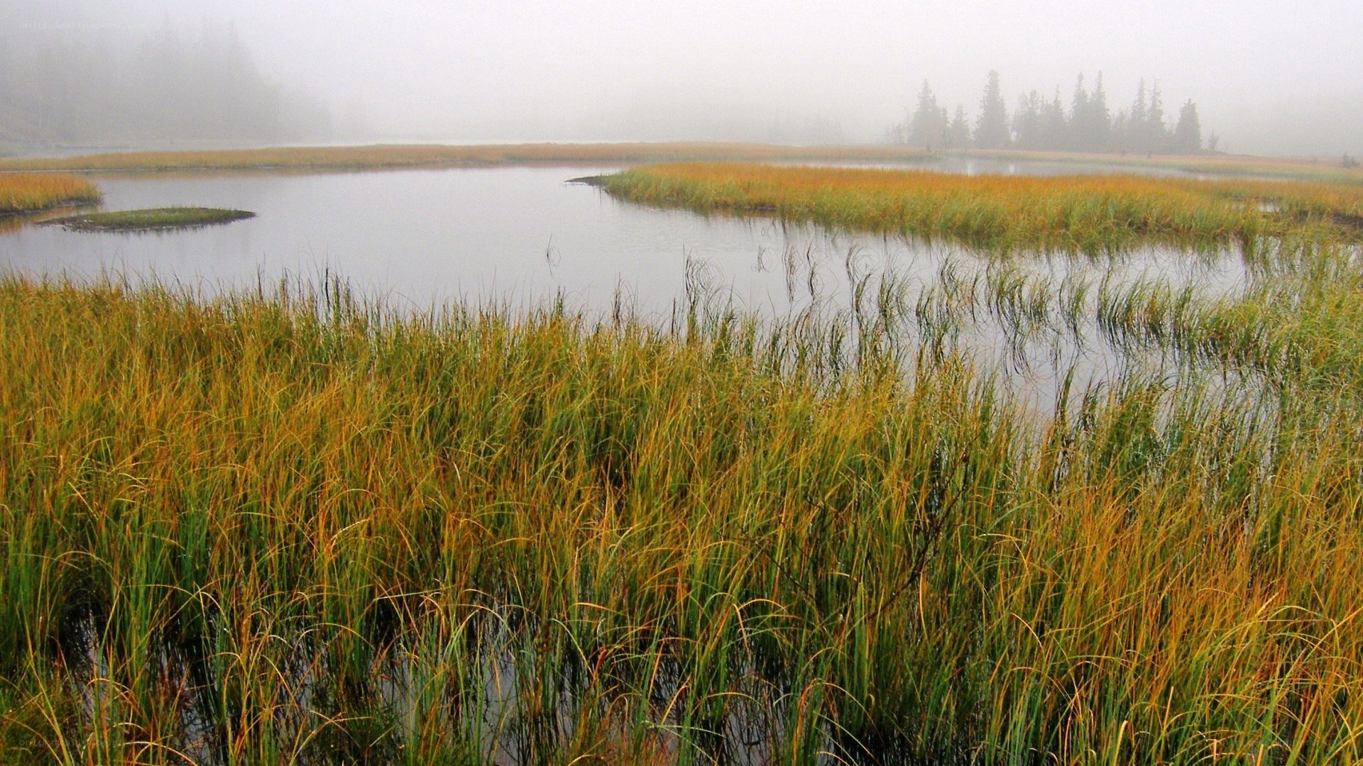 Foggy marsh with tall grass