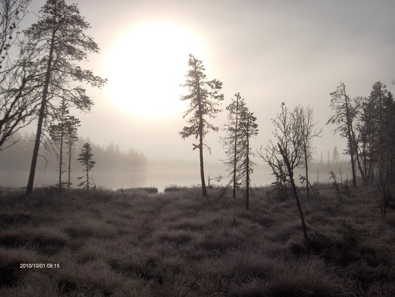 Foggy Marsh with Trees