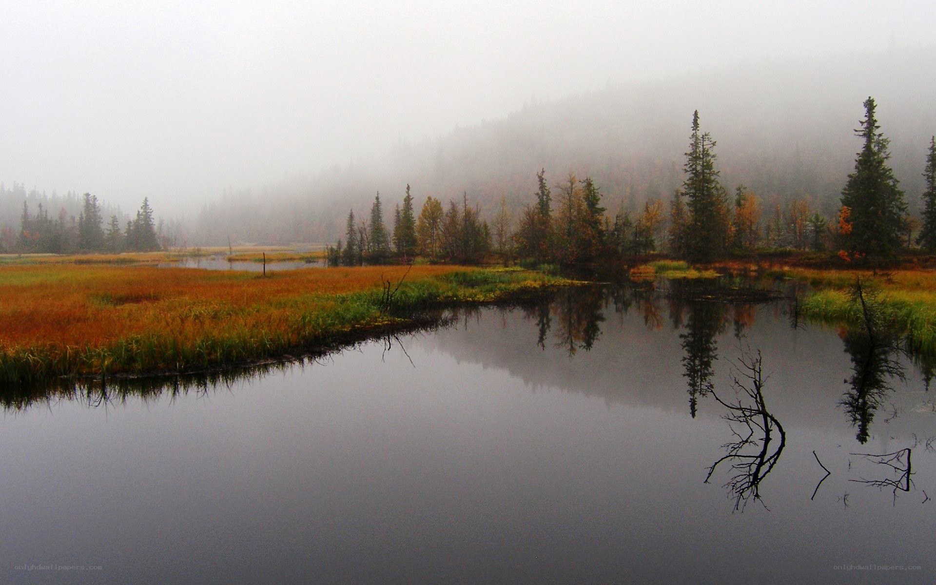 Foggy marshland at dawn