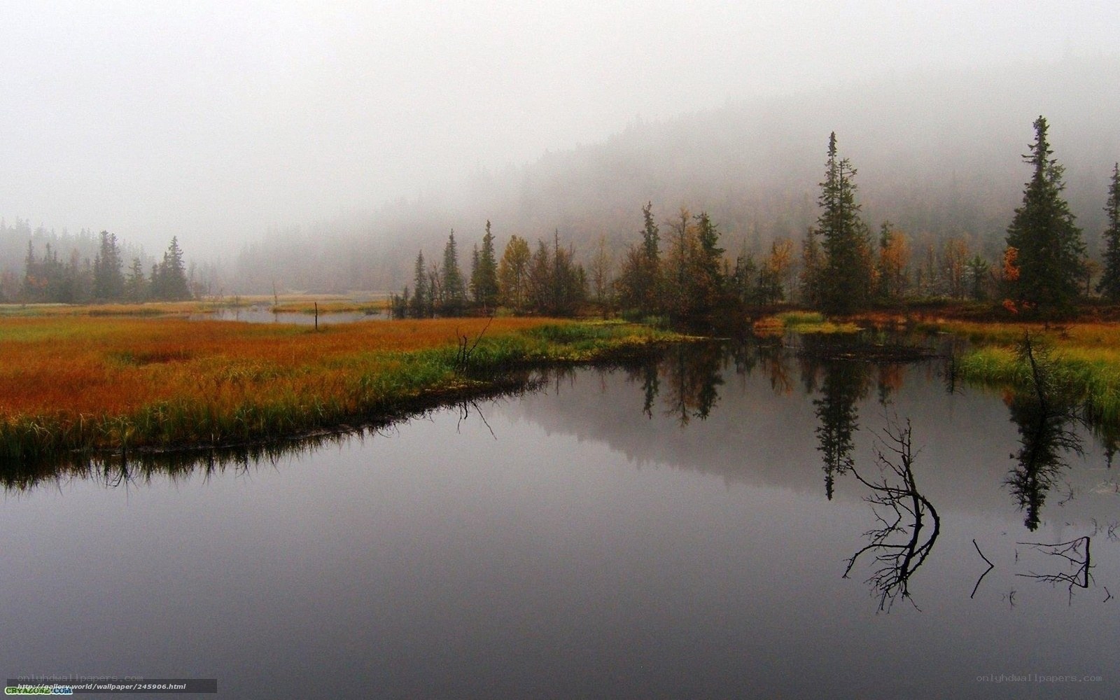 Foggy marshland at dawn