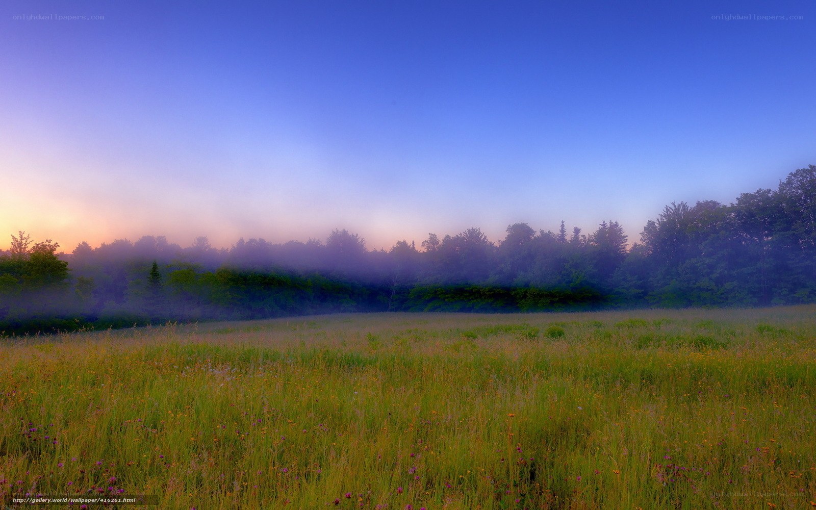 Foggy Meadow at Dawn