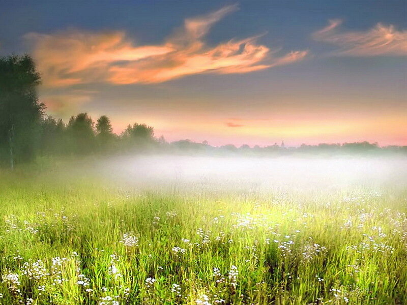 Foggy Meadow at Sunrise