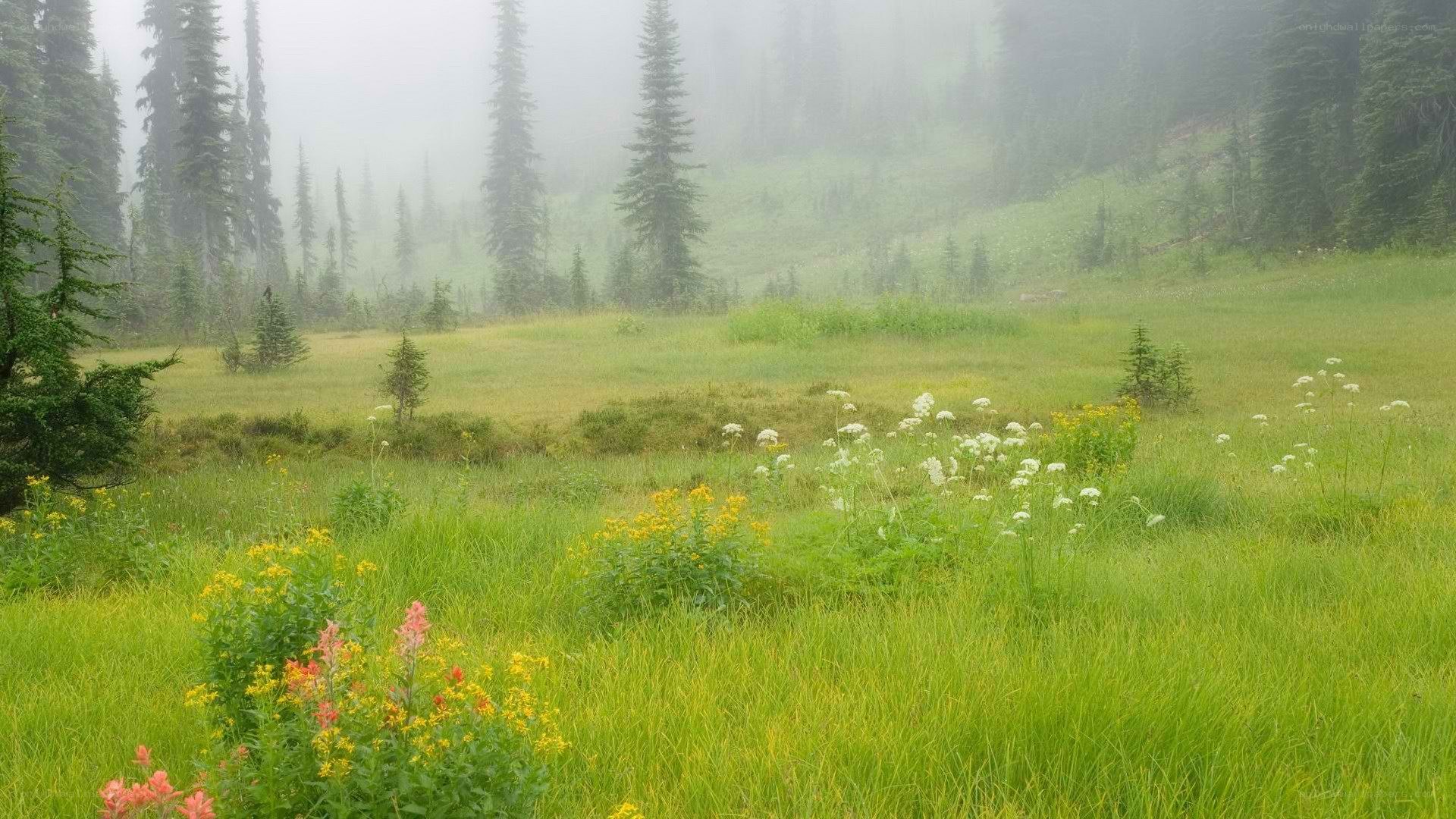 foggy meadow with wildflowers