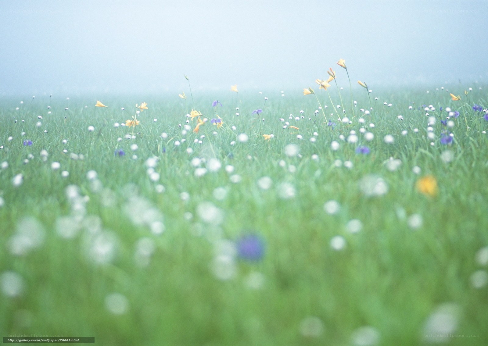 Foggy meadow with wildflowers