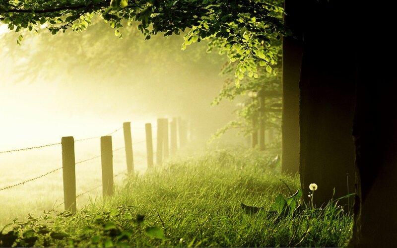 Foggy morning by the fence
