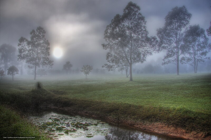 Foggy morning by the pond