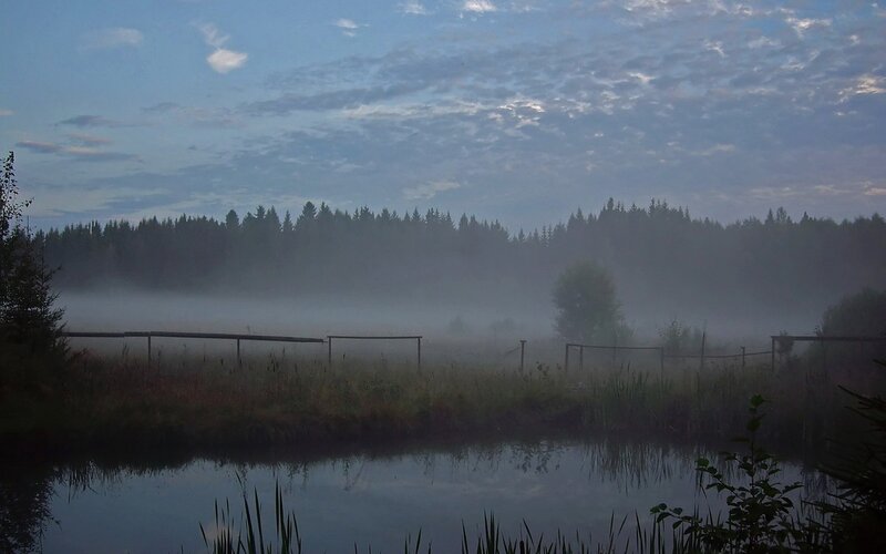 Foggy morning by the pond