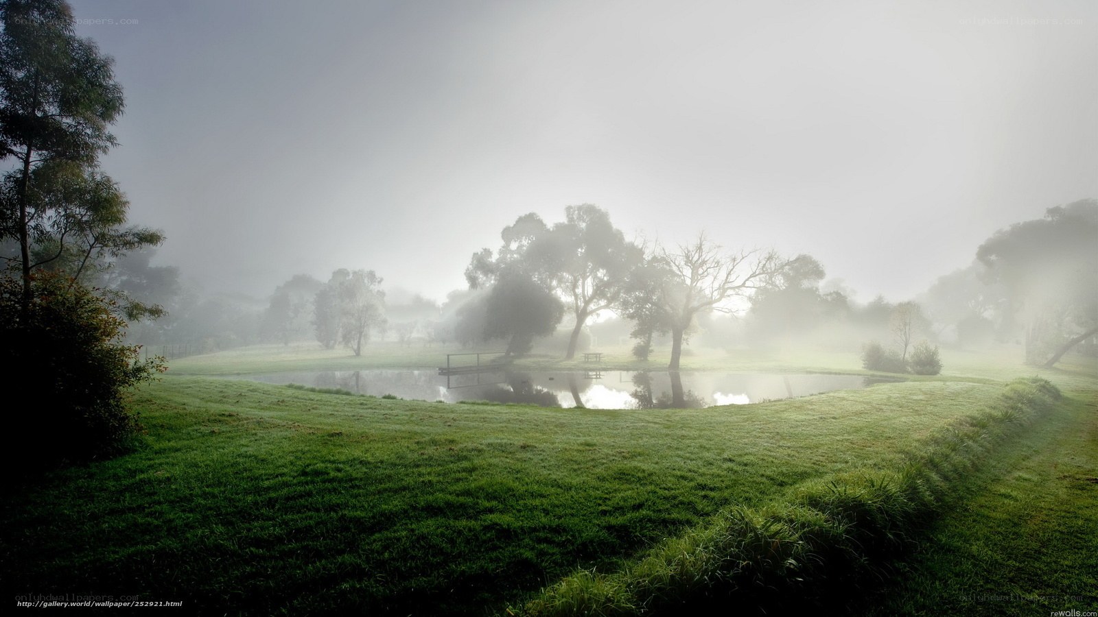 Foggy morning by the pond
