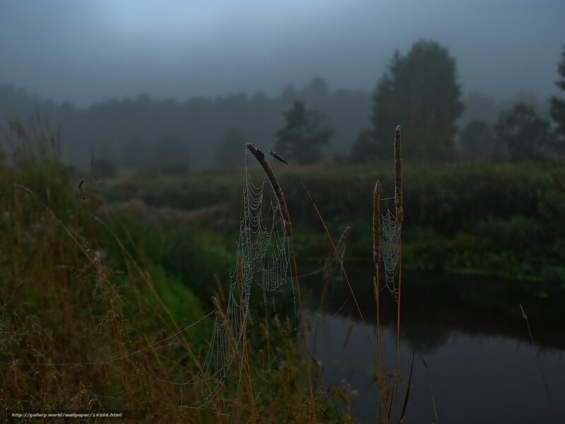 Foggy morning by the river