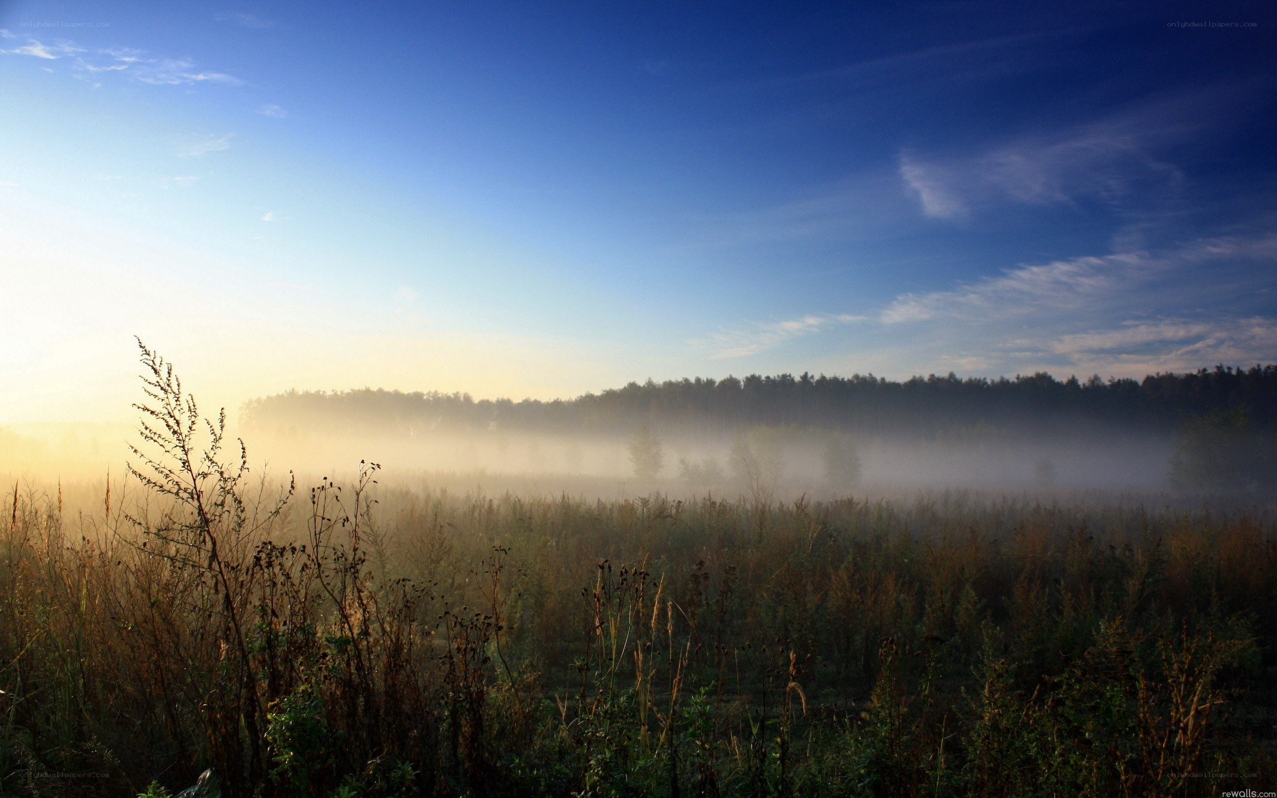 Foggy morning in a field