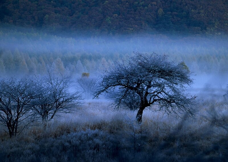 Foggy morning in a forest