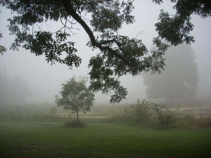 Foggy morning in a park
