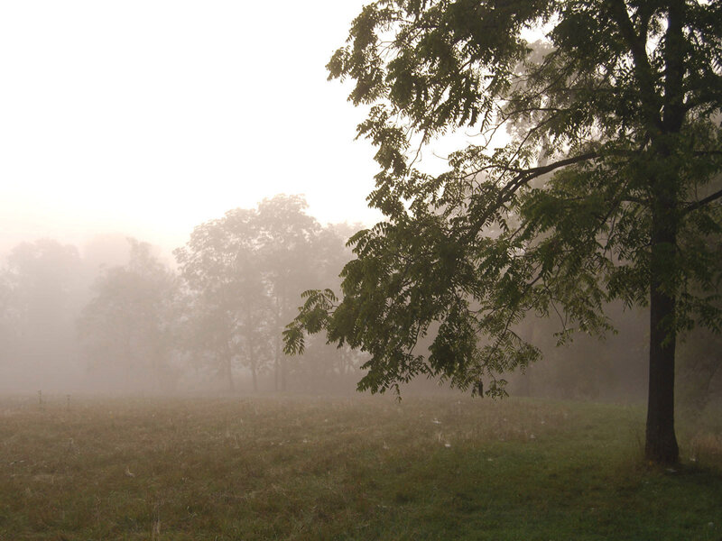 Foggy morning in a park