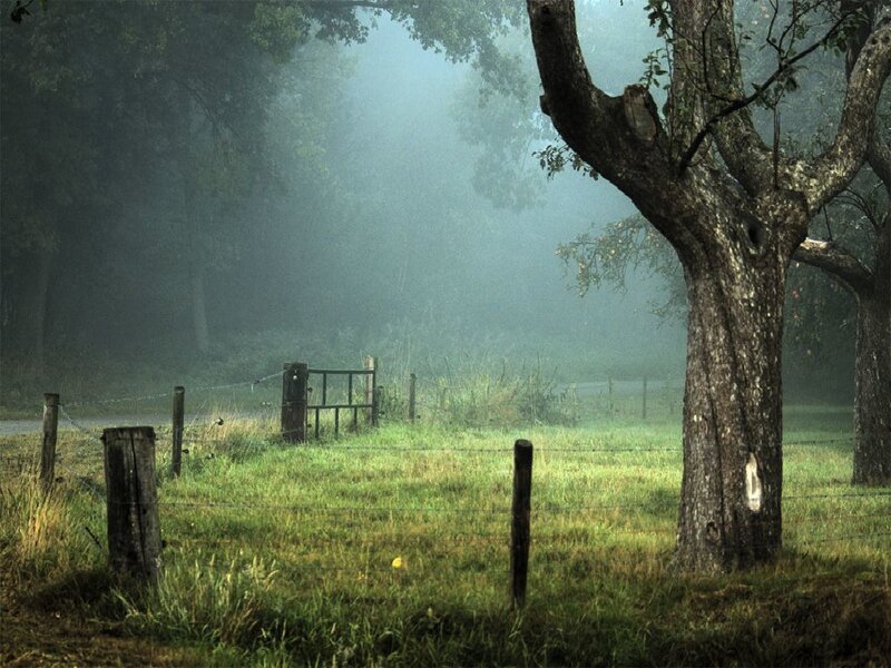 Foggy morning in a rural field
